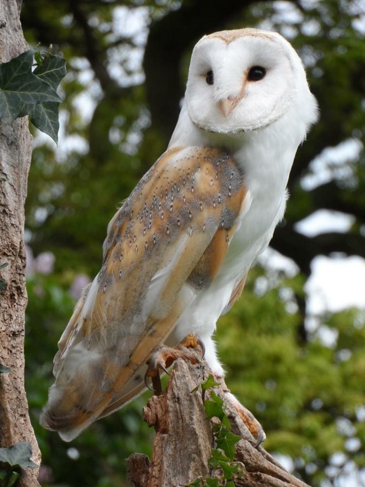 Barn Owls Survey